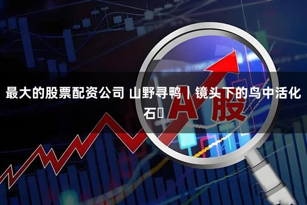 最大的股票配资公司 山野寻鸭｜镜头下的鸟中活化石✨